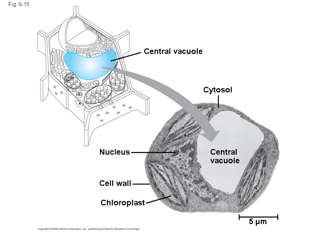 Fig. 6-15 Central vacuole Cytosol Central vacuole Nucleus Cell wall Chloroplast 5 µm
